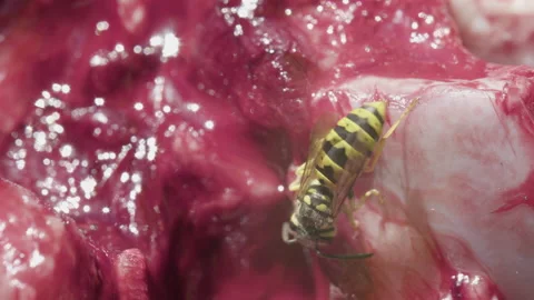 Close-up bee image, Bee on red meat, bee eating fresh food, wasp eating red meat Stock Footage 219954745