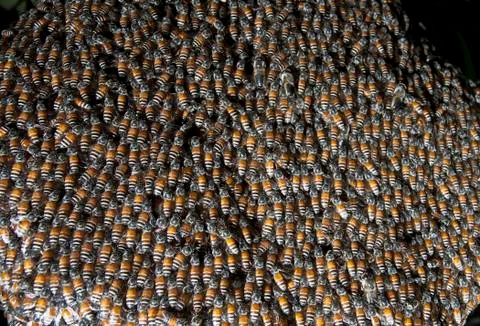 Close up of bee insect in beehive 写真素材
