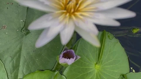 Close up of the bee inside the lotus flowers Stock Footage 341823028