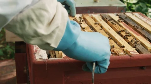 Close up of bee keeper checking each slide of the honey combs Video stock 123841399