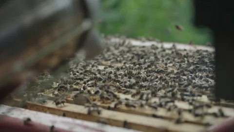 Close up of a bee keeper smoking bees Video stock 123841449