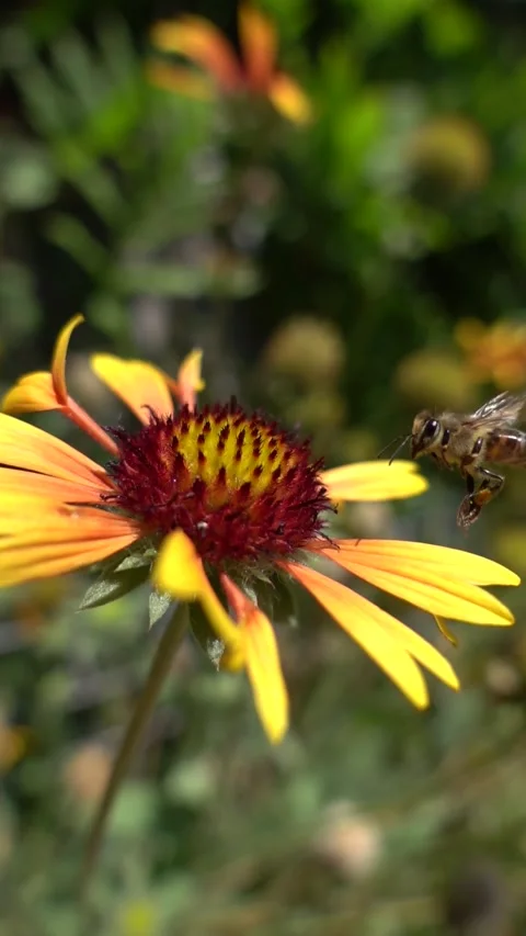Close up bee landing and pollinating a yellow flower Stock Footage