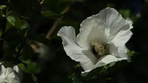Close up, bee lands on white flower, summer Stock Footage 34048896