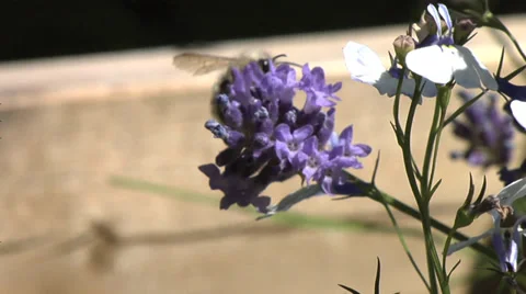 Close Up of Bee on lavender collecting pollen on a sunny day. Stock Footage 28836767