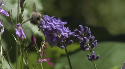 Close Up of Bee on lavender collecting pollen on a sunny day. Stock Footage 28836796