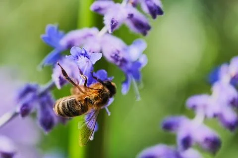 Close up of bee on lavender Stock-Fotos