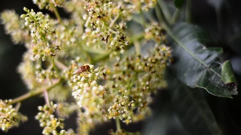 Close up of a bee on the mango flowers in the garden. Stock Footage 95141307