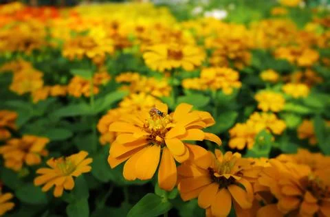 Close-up Bee on Marigold Flower with Selective Focus Stock Photos