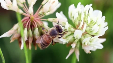 A close up of a bee moving around a clover Stock Footage 243645144
