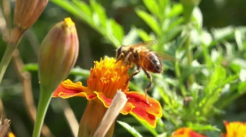 Close up on a bee on an orange flower Stock Footage 42754451