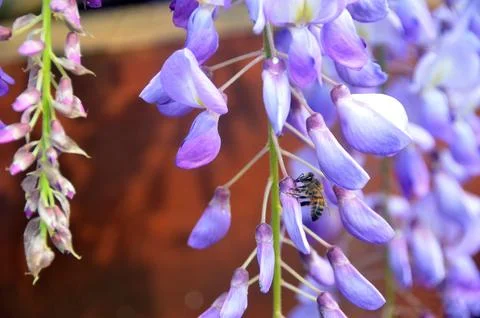 A close-up of a bee perched on a flower Stock Photos