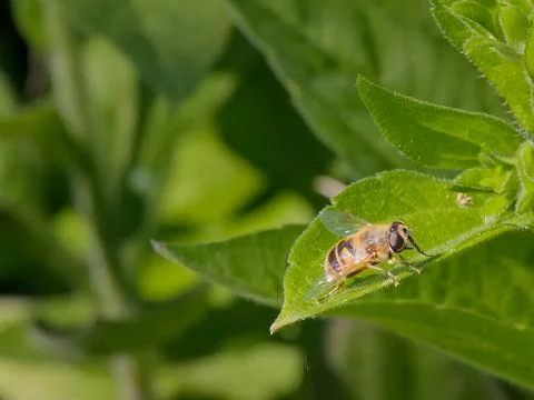 Close-up of a bee perched on a leaf in a lush green garden during daylight .. Stock Photos