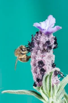 Close-up of a bee Stock Photos