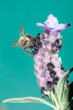 Close-up of a bee Stock Photos
