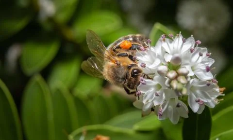 Close up of a bee Stock Photos