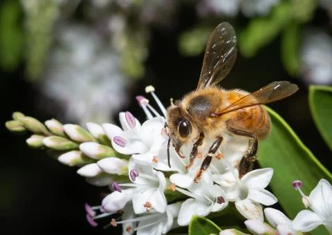 Close up of a bee Stock Photos