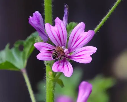 Close up bee Stock Photos