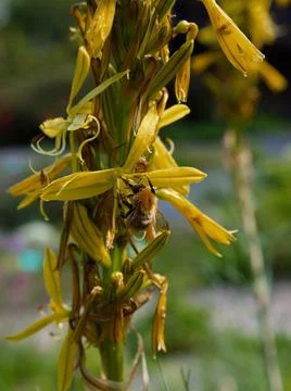 Close up of a bee Stock-Fotos