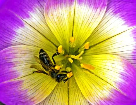 Close up of bee. Stock Photos