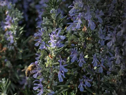 Close up of a Bee polinizing a flower. Spring is here Stock Photos