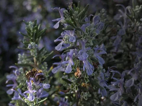 Close up of a Bee polinizing a flower. Spring is here Stock Photos