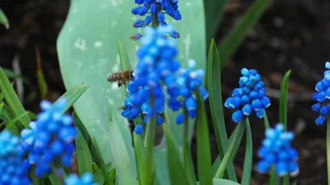 Close-up, a bee pollinates flowers Stock Footage 157603725