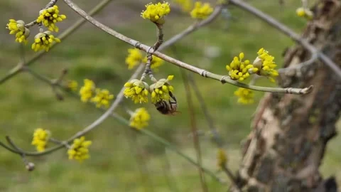 A close-up bee pollinates small yellow flowers of Cornus officinalis Stock Footage 236891810