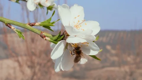 Close-up of bee pollinating almond white flower in orchard Stock Footage 105805248