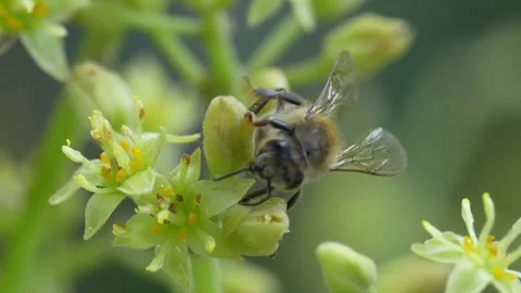 Close Up Bee Pollinating Avocado Blossom in Sustainable Agriculture Video stock 346510105