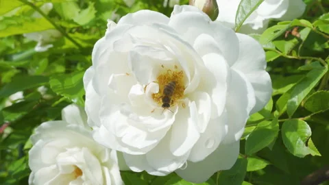 Close up of a bee pollinating a beautiful white rose in the garden 動画素材 346056978