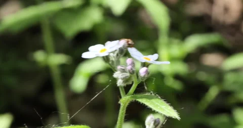 Close-up bee pollinating a blooming flower with rays of bright sunshine Stock Footage 243412664