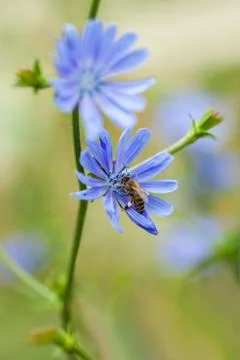 Close up of a bee pollinating blue chicory flower Stock-Fotos