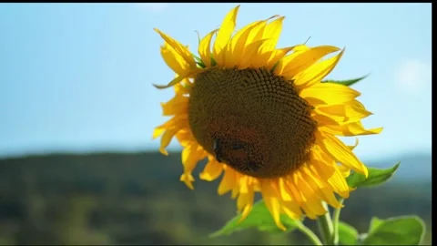 Close Up of a Bee Pollinating a Bright Yellow Sunflower in Summer 動画素材 344119550