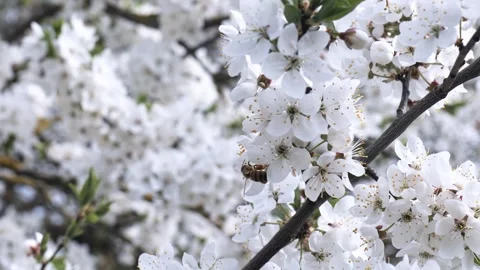 Close-up of a bee pollinating a cherry flower in spring Stock Footage 252054653