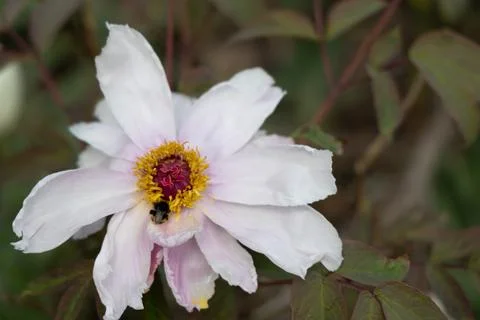 Close-Up of Bee Pollinating Delicate White Peony Flower in Garden Setting Stock Photos