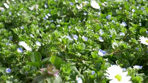 Close up bee pollinating first spring flowers. 库存影片 152895344