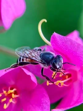 Close-up of a bee pollinating a flower (10) Stock Photos