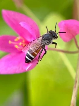 Close-up of a bee pollinating a flower (29) Stock Photos
