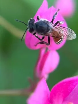 Close-up of a bee pollinating a flower (6) Stock Photos