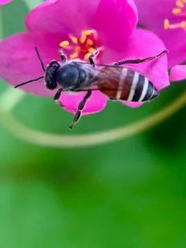 Close-up of a bee pollinating a flower (7) Stock Photos