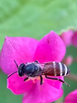 Close-up of a bee pollinating a flower (8) Stock Photos