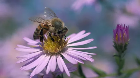 Close up bee pollinating flower and fly away Stock Footage 67857308