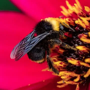 Close-up of a bee pollinating a flower, British Columbia, Canada Stock Photos