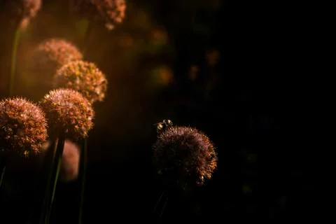 Close-up of bee pollinating on flower during sunset Stock Photos