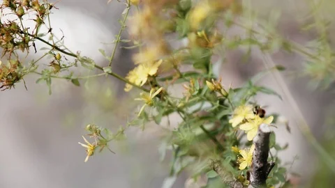 Close up, Bee pollinating flower 動画素材 73779010