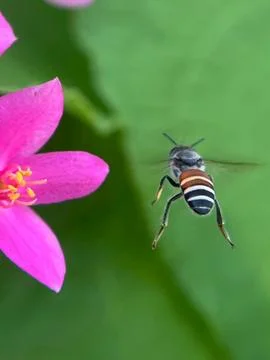 Close-up of a bee pollinating a flower. Stock Photos