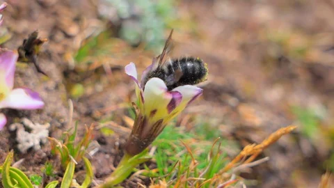 Close-up of bee pollinating on flower, symbiotic relationship of insect and Stock Footage 128850688