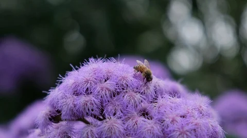 Close Up Bee Pollinating Flowers Stock Footage
