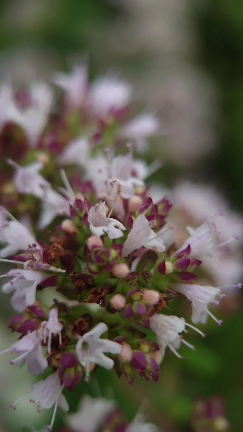 Close-up of a bee pollinating flowers Stock Footage 313435616