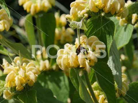 Close up of bee pollinating flowers Stock Photos